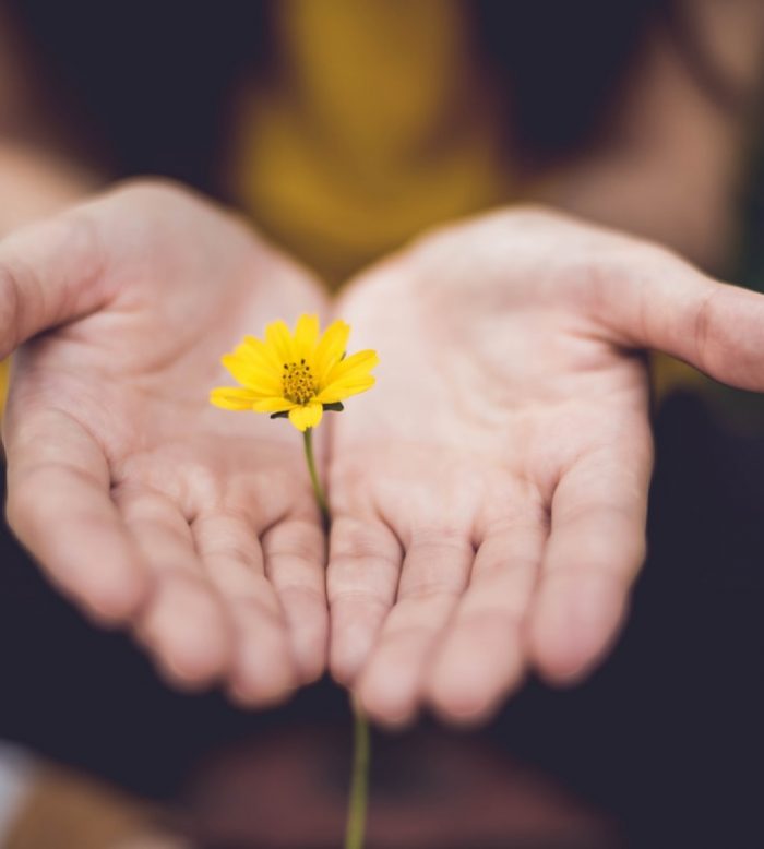 Hands holding flower